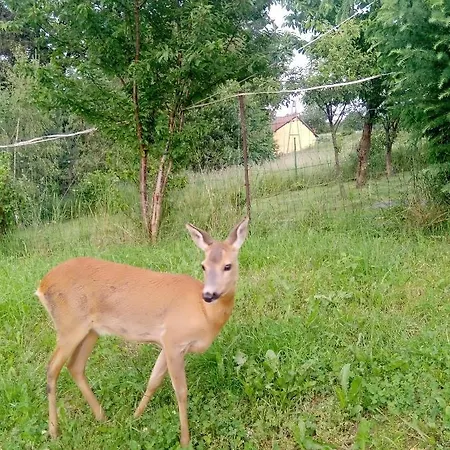 Z Ogrodem - Wiejska * Щитна