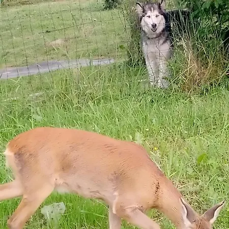 Z Ogrodem - Wiejska * Щитна