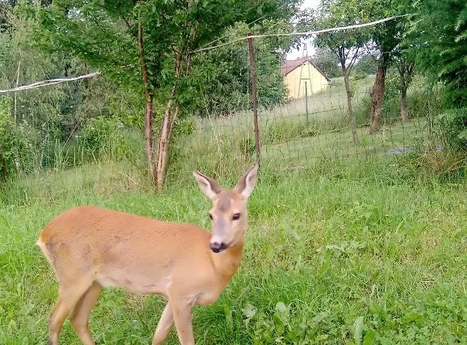 Z Ogrodem - Wiejska * Szczytna
