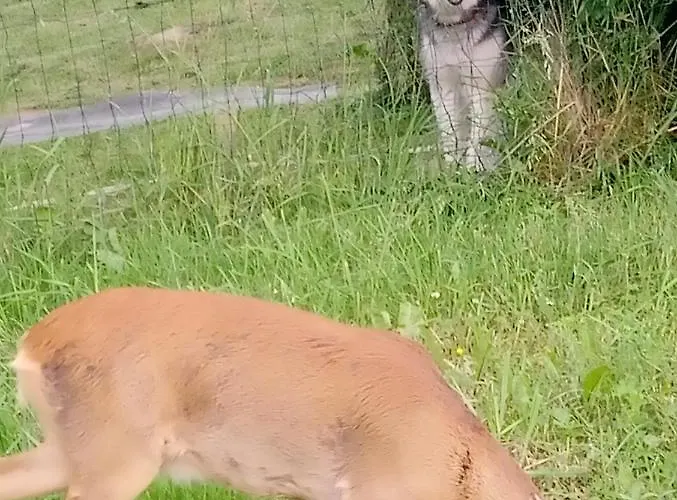 Z Ogrodem - Wiejska * Szczytna